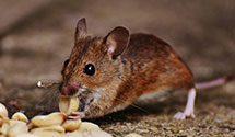 24 Hour & Emergency Exterminators in Chippenhook, VT